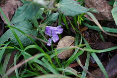 Campanula trachelium