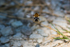 Heterostylum robustum