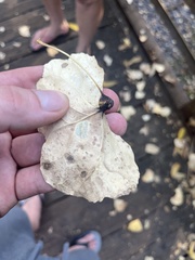 Pemphigus obesinymphae