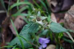 Campanula trachelium
