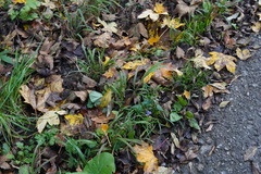 Campanula trachelium