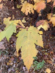 Acer spicatum
