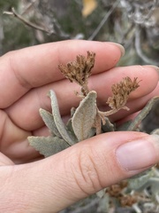 Eriodictyon traskiae