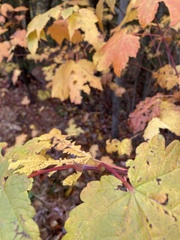 Acer spicatum
