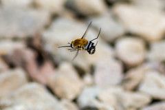 Heterostylum robustum