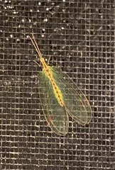 Norfolius howensis