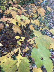 Acer spicatum