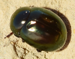 Cyrtonus plumbeus