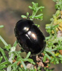 Cyrtonus plumbeus
