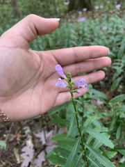 Physostegia
