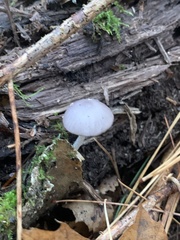 Bolbitius reticulatus