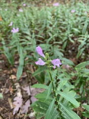 Physostegia