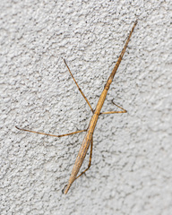 Parabacillus hesperus