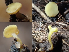 Lanzia luteovirescens