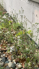 Urospermum picroides