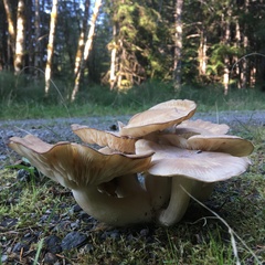 Lyophyllaceae