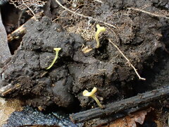 Lanzia luteovirescens