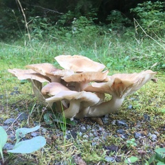 Lyophyllaceae