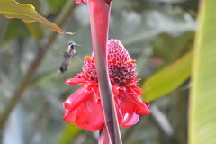 Heliomaster longirostris