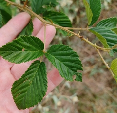 Rubus pensilvanicus
