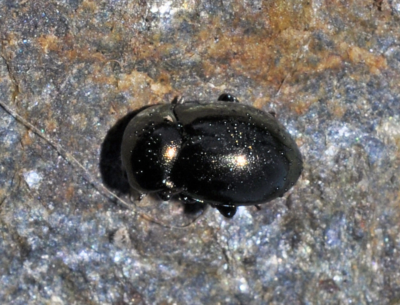 Cyrtonus cylindricus