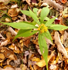 Solidago curtisii