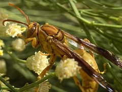 Polistes flavus