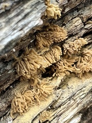 Arcyria obvelata