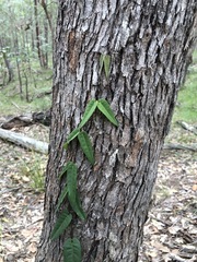 Parsonsia