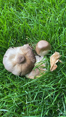 Agaricineae
