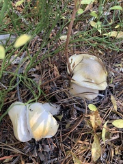 Tricholoma saponaceum