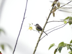 Myiarchus cephalotes