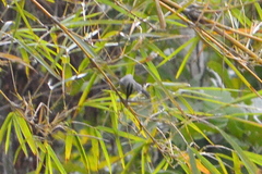 Basileuterus culicivorus