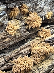 Arcyria obvelata