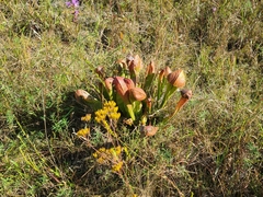 Sarracenia minor