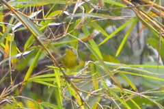 Basileuterus culicivorus