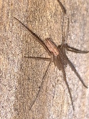 Larinia directa
