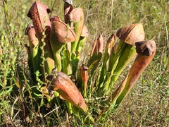 Sarracenia minor