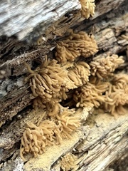 Arcyria obvelata