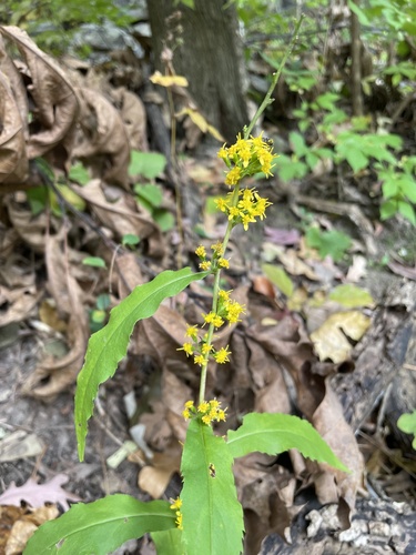 Solidago caesia