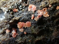 Calycina