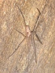 Larinia directa