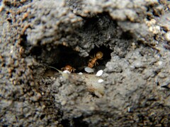Acanthomyops