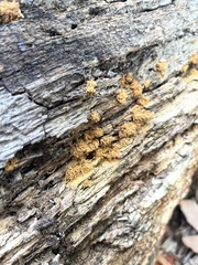 Arcyria obvelata