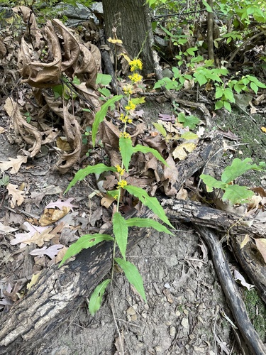 Solidago caesia