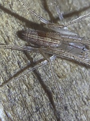 Larinia directa