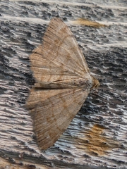 Macaria brunneata