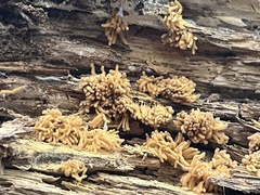 Arcyria obvelata