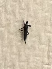 Klambothrips myopori