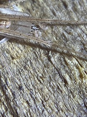 Larinia directa